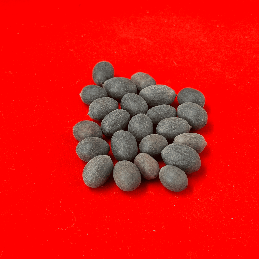 Kamal Gatta (Lotus Seeds) for Puja (Pack of 11)