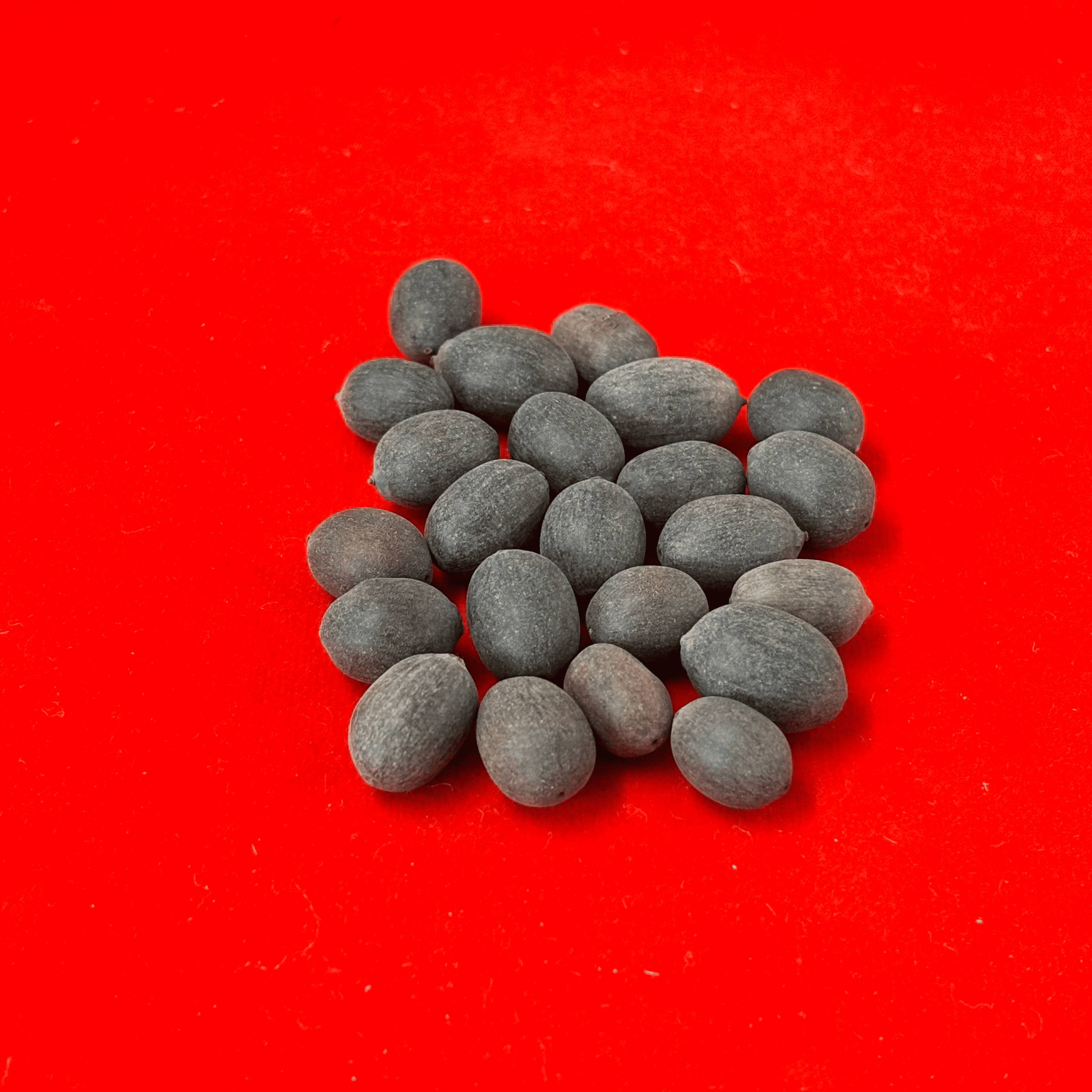 Kamal Gatta (Lotus Seeds) for Puja (Pack of 11)