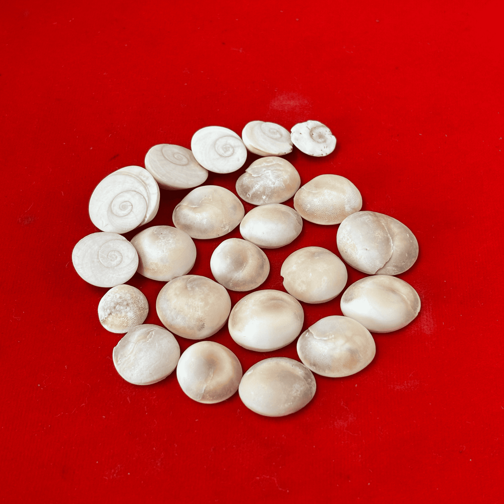 Gomti Chakra for Puja (Pack of 11)