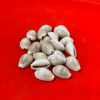 White Cowries (Pack of 11)