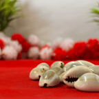 White Cowries (Pack of 11)