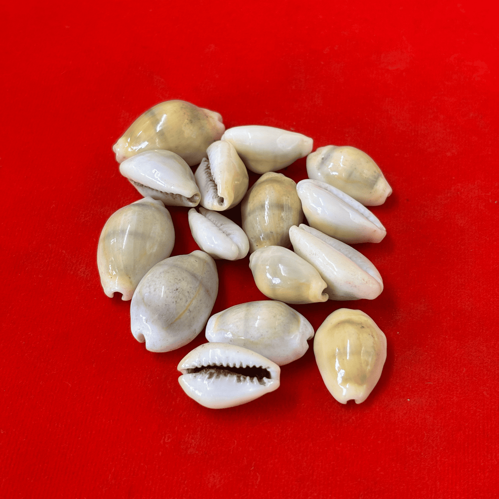 Yellow Cowries (Pack of 11)