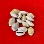 Yellow Cowries (Pack of 11)