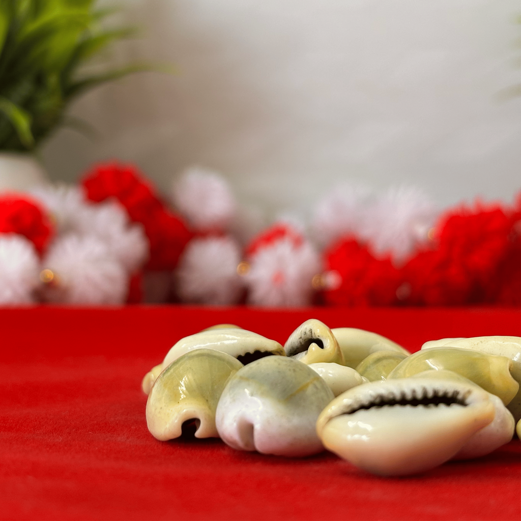 Yellow Cowries (Pack of 11)