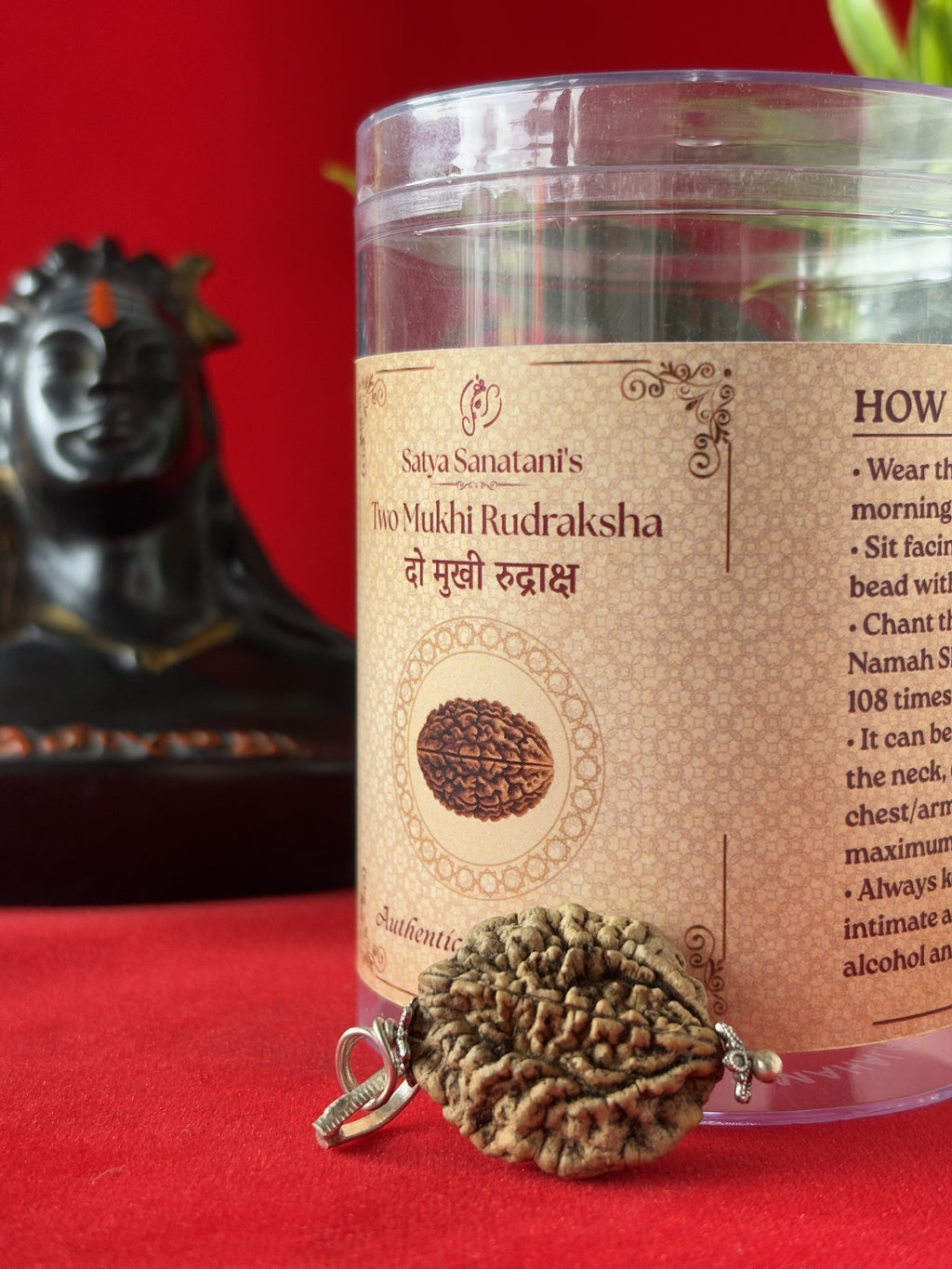 Original 2 Mukhi Rudraksha Pendant