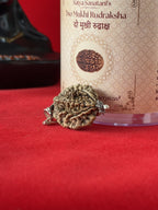 Original 2 Mukhi Rudraksha Pendant