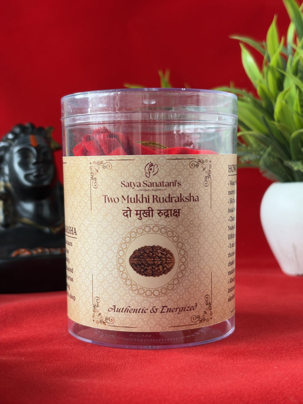 Original 2 Mukhi Rudraksha Pendant