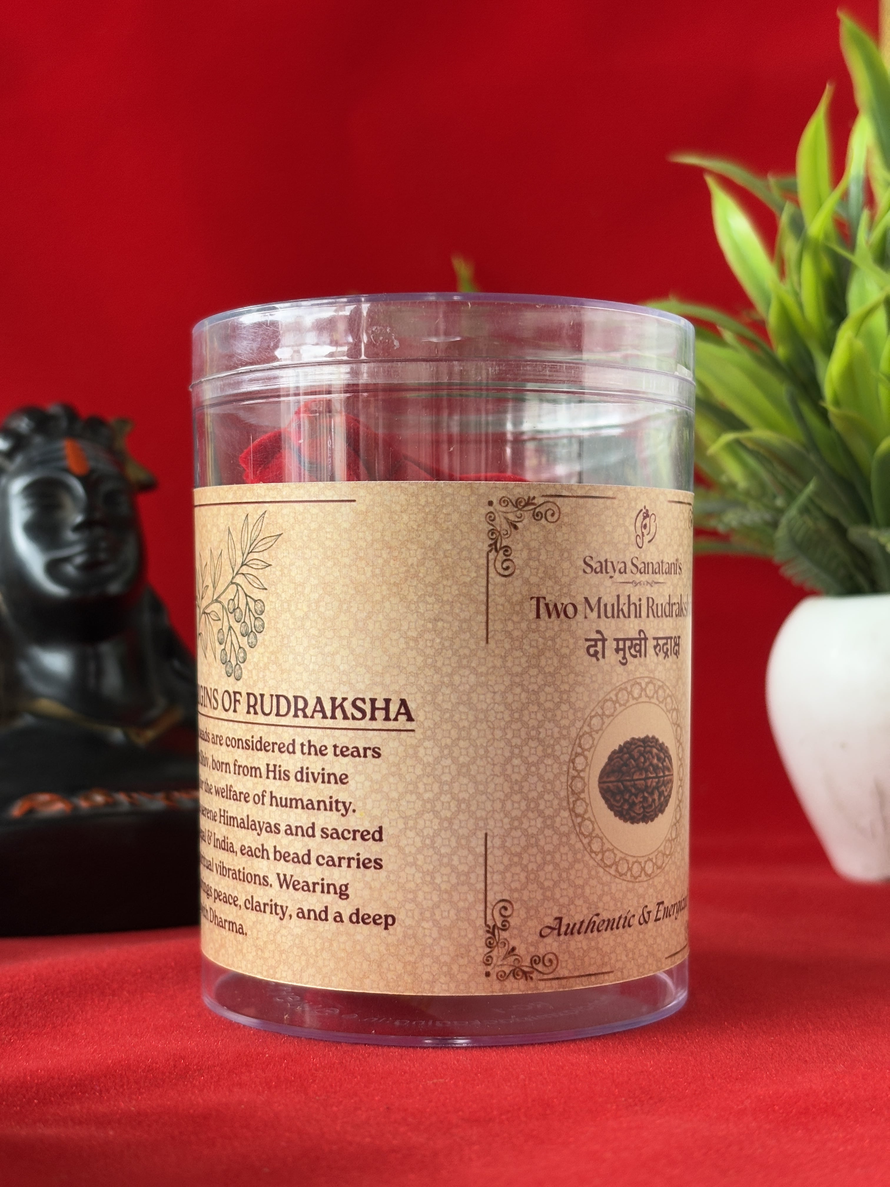 Original 2 Mukhi Rudraksha Pendant