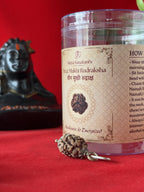 Original 3 Mukhi Rudraksha Pendant