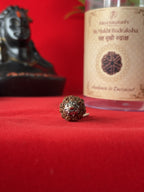 Original 6 Mukhi Rudraksha Pendant