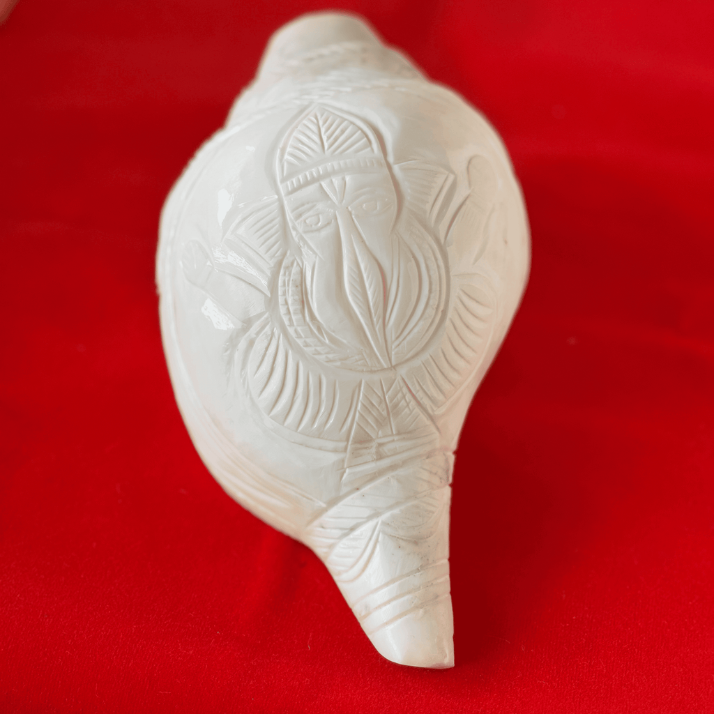 Natural White Shankh with Bhagwan Ganesha Carving