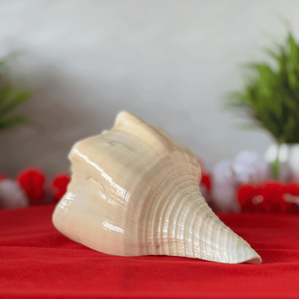 Natural Design Conch Shell (Shankh)