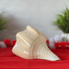 Natural Design Conch Shell (Shankh)
