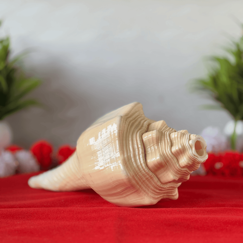 Natural Design Conch Shell (Shankh)