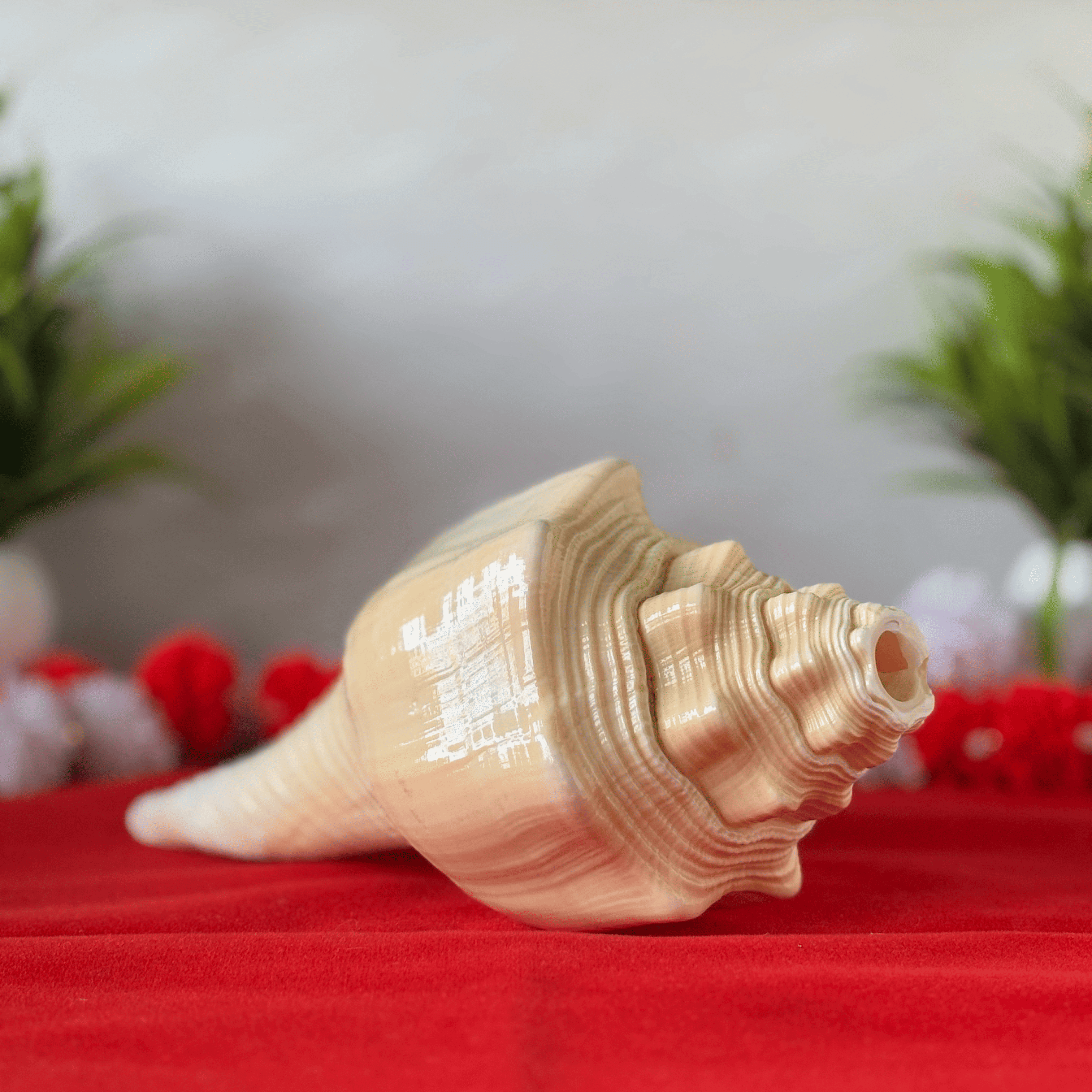 Natural Design Conch Shell (Shankh)