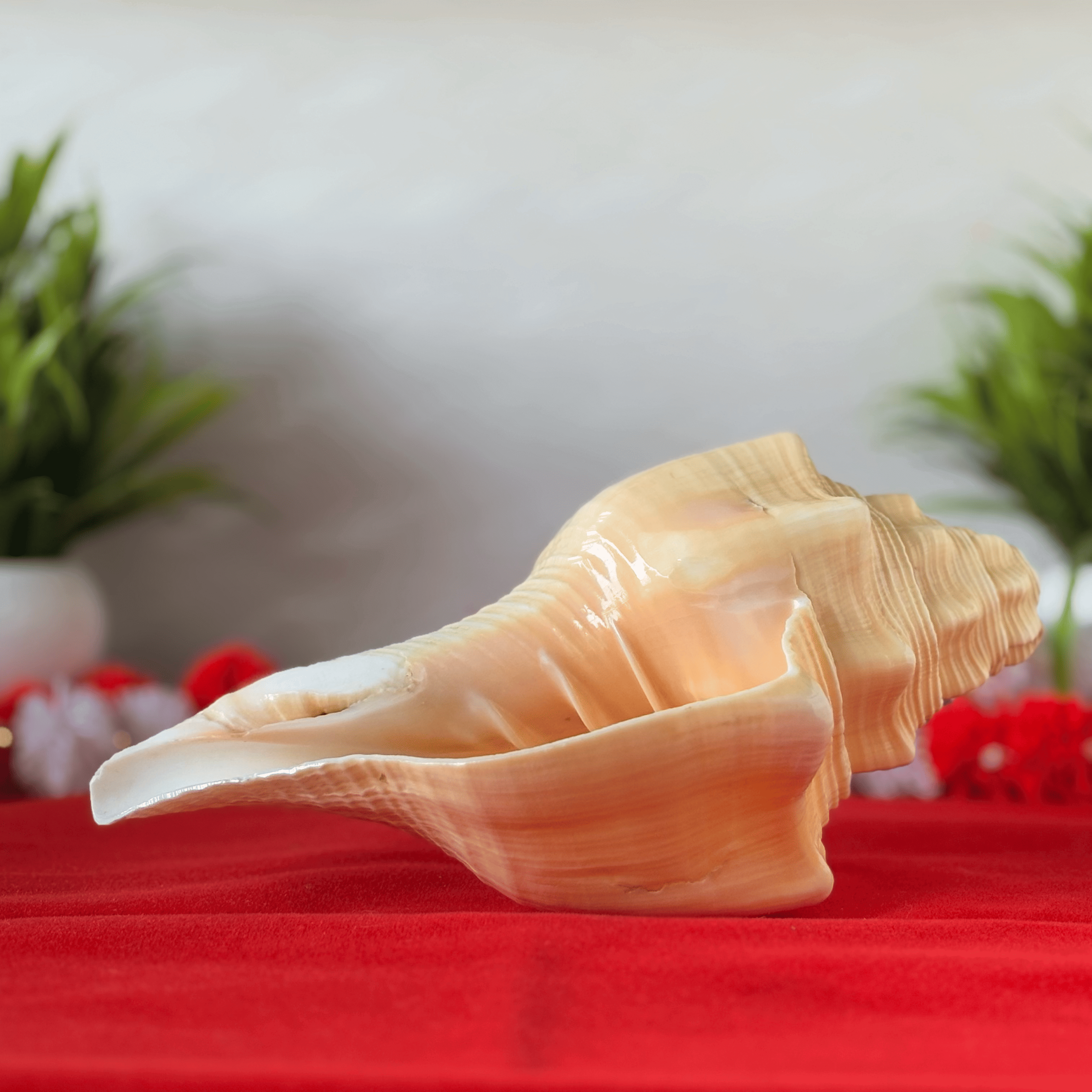 Natural Design Conch Shell (Shankh)
