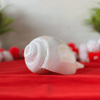Polished & Smooth Natural Conch Shell