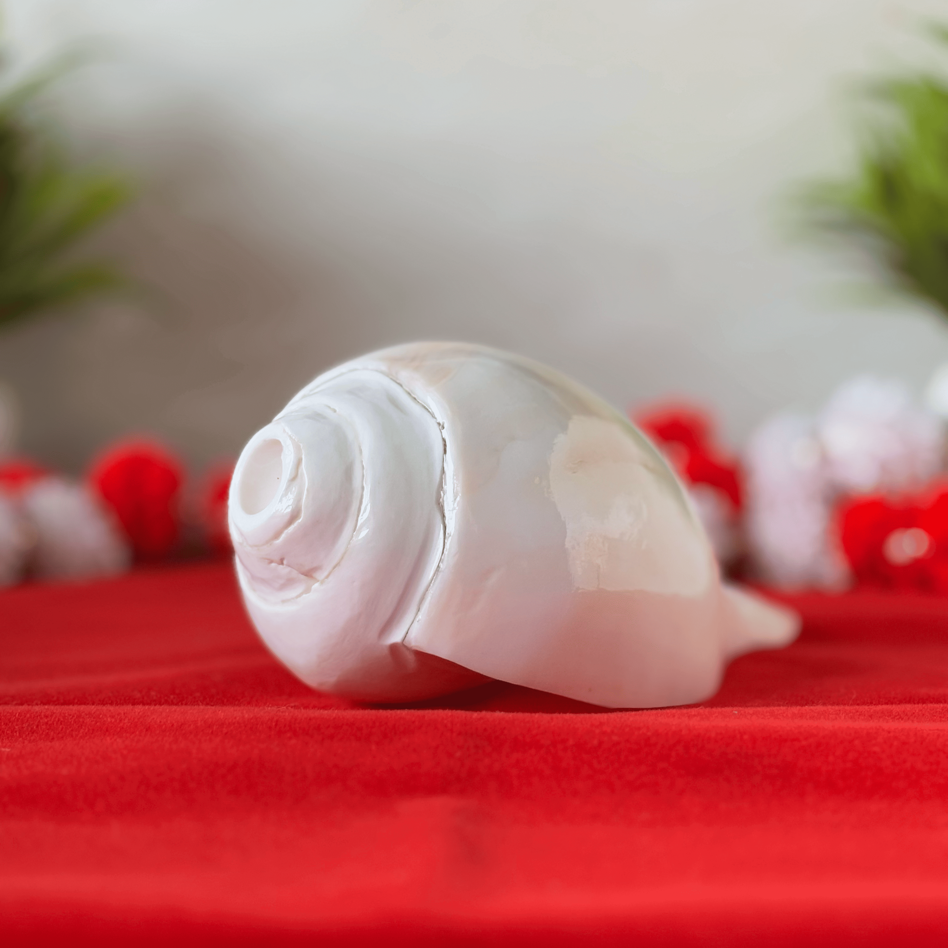 Polished & Smooth Natural Conch Shell