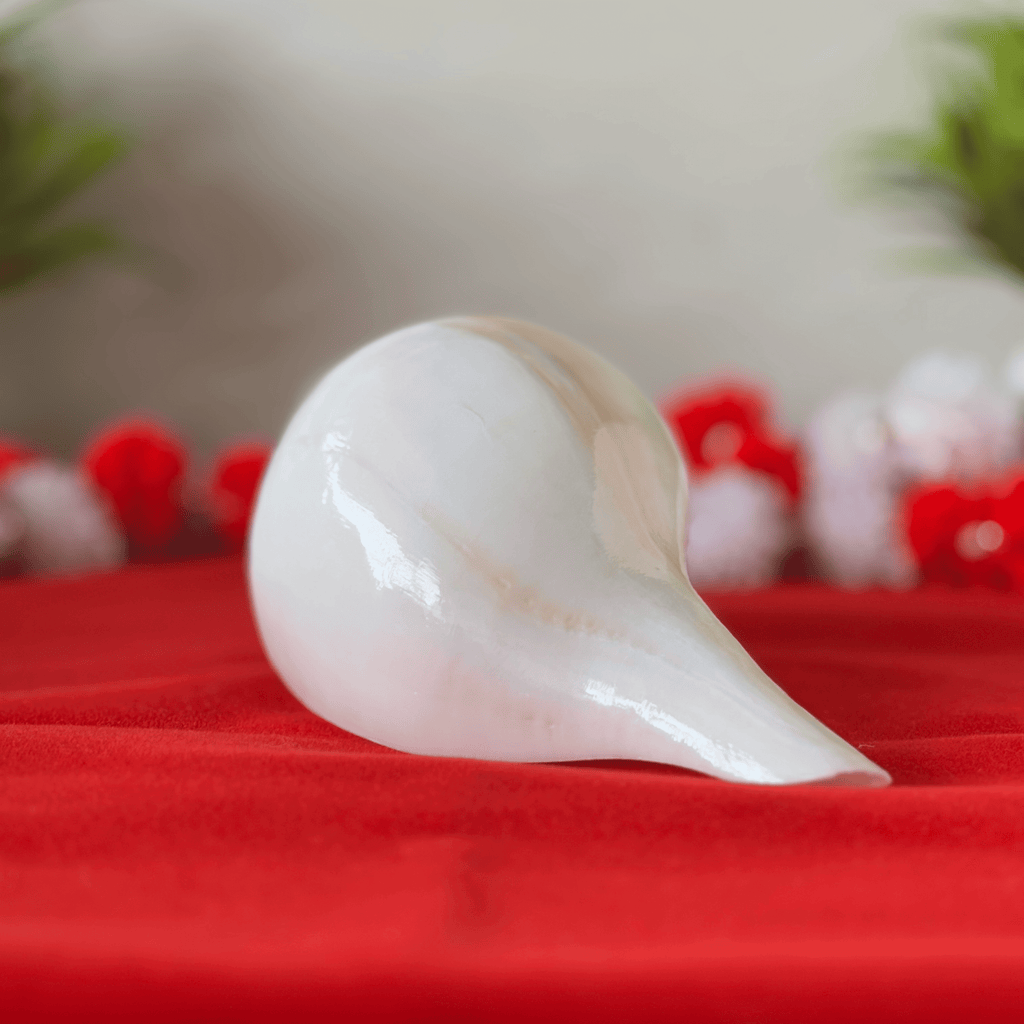 Polished & Smooth Natural Conch Shell