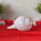 Polished & Smooth Natural Conch Shell