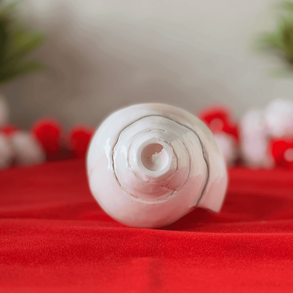 Polished & Smooth Natural Conch Shell
