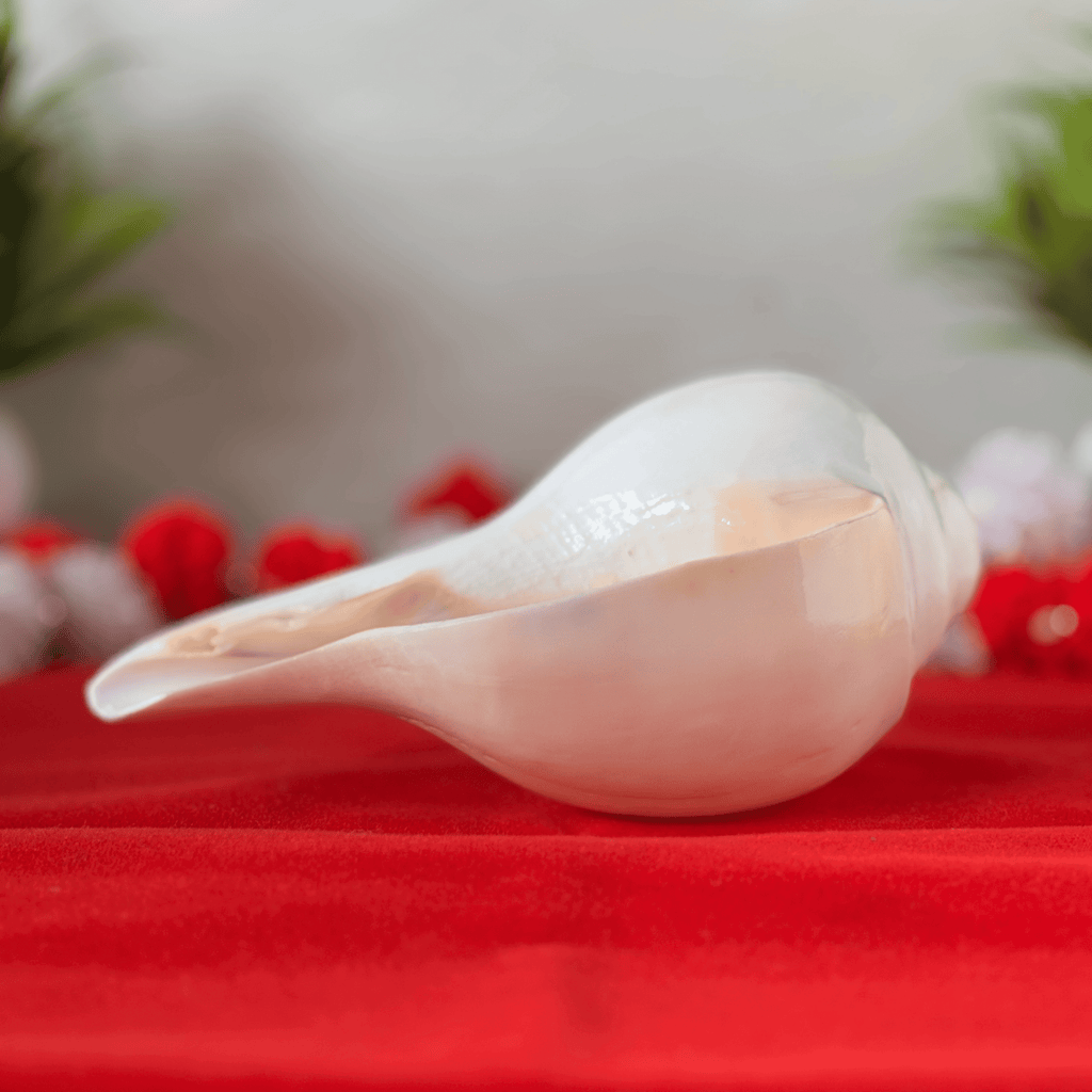 Polished & Smooth Natural Conch Shell