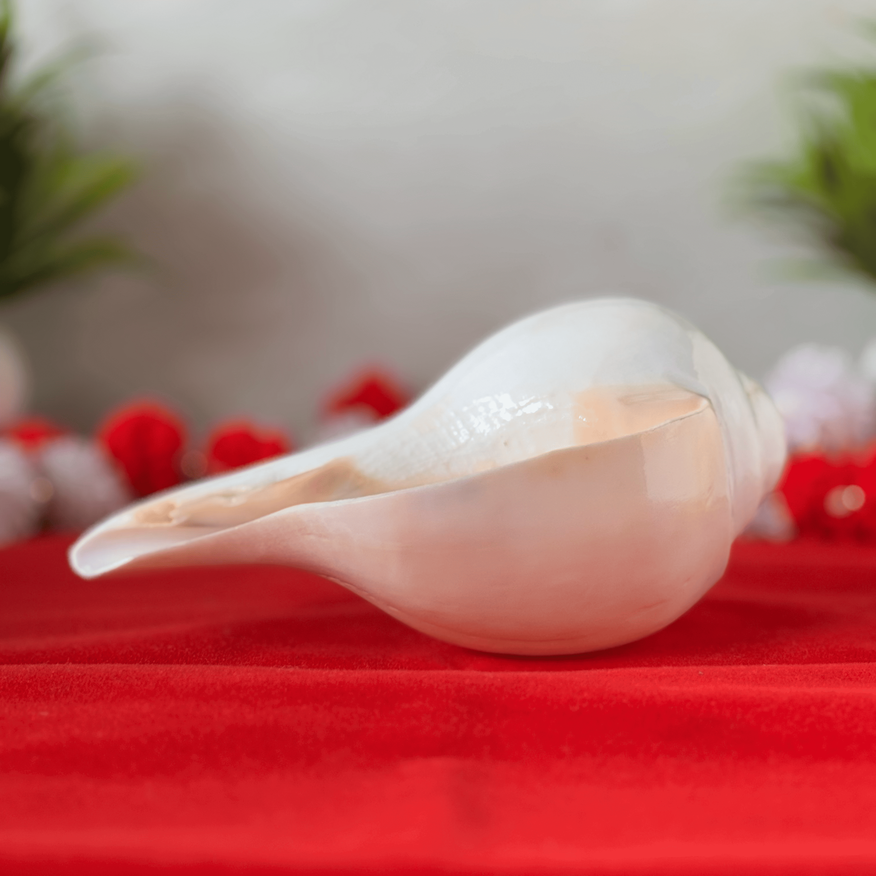 Polished & Smooth Natural Conch Shell