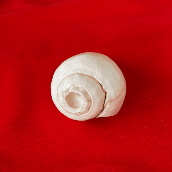 Natural White Shankh Top