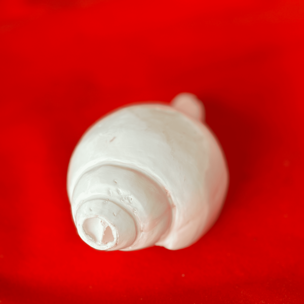 Natural White Conch Shell Top