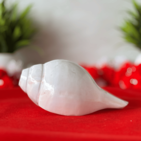 Natural White Conch Shell Left
